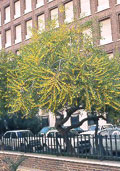 nota2.jpg (12223 bytes)