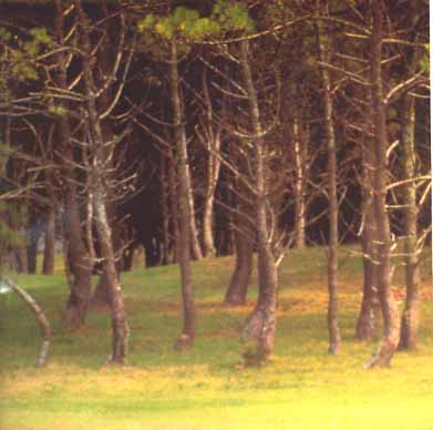 bosque10.jpg (26195 bytes)